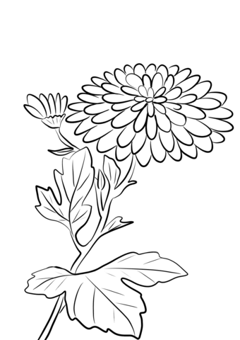 Chrysanthemum Morifolium Coloring Page